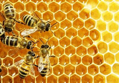  یک سوم غذای انسان ناشی از فعالیت حشرات گردافشان است