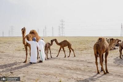 وال‌استریت ژورنال: بسته‌شدن تنگه هرمز، کویت را در بحران نفتی و اقتصادی فرو برد