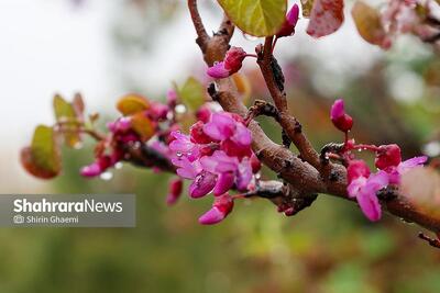  پیش‌بینی بارندگی‌های بهاره در خراسان رضوی و ۱۹ استان (پنجشنبه، ۳۱ اردیبهشت ۱۴۰۵)