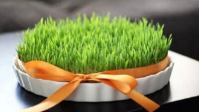  با خواص آب سبزه گندم چرا باید آشنا شوید!