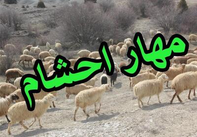  ضربه پلیس کردستان به قاچاقچیان دام؛ 164 رأس احشام کشف شد - تسنیم