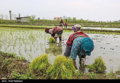  دلالان در کمین شالیزارهای شمال/ چه کسانی بازار برنج را به‌هم ریختند؟ - تسنیم