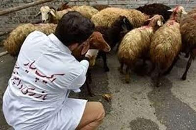  طرح نظارت بهداشتی و شرعی دام زنده در عید قربان اجرا می شود