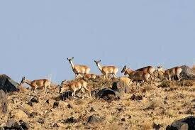  تهدید ۱۴۸ گونه مهره‌دار ایران