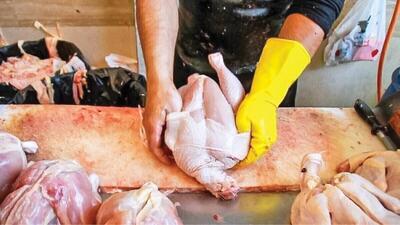  پرواز قیمت مرغ در سایه آشفتگی سیاست‌گذاری 