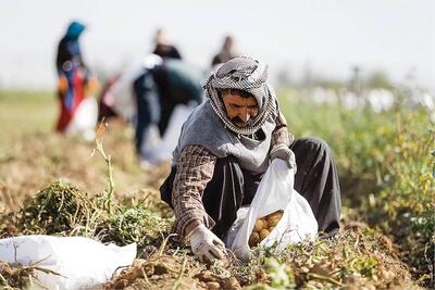  کشاورزی لرستان در مسیر اصلاح الگوی کشت و‌آبیاری