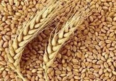  ثبت و تجاری‌سازی 31 رقم بومی گندم، جو و دانه روغنی در خراسان شمالی - تسنیم