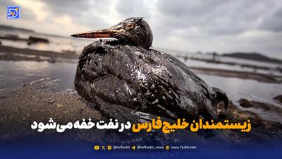  زیستمندان خلیج‌فارس در نفت خفه می‌شود