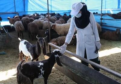  در آستانه عید قربان بازار دام در شرایط خوبی قرار دارد