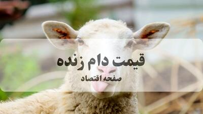  قیمت دام زنده امروز ۵ خرداد ۱۴۰۵ | گوسفند زنده چند؟