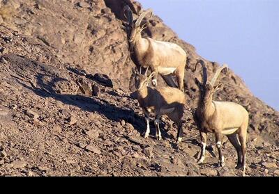  ثبت جهانی دالانکوه تا قمیشلو؛ آغاز مسیر دیپلماسی سبز اصفهان - تسنیم