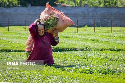 عکس/ برگ سبز چای؛ از مزرعه تا چایخانه