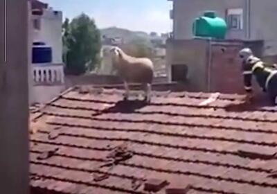  فرار گوسفند قربانی روی پشت‌بام ساختمان!