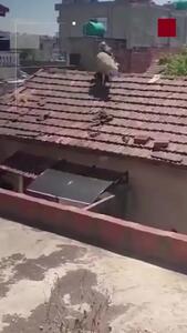  فرار گوسفند قربانی روی پشت‌بام ساختمان! + فیلم