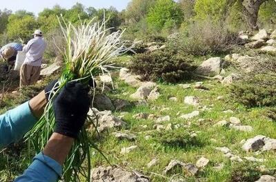  برخورد با متخلفان برداشت غیر اصولی گیاهان دارویی از طبیعت در البرز