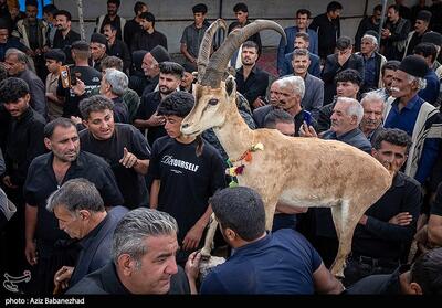  مراسم سنتی کتل عزا در الیگودرز لرستان