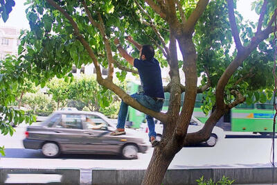  چرا خوردن توت درخت‌های کنار خیابان خطرناک است؟