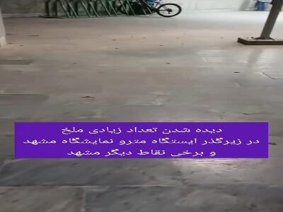  تعداد زیاد ملخ در زیرگذر ایستگاه متروی نمایشگاه مشهد