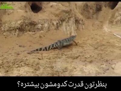  خورده شدن تخمهای بزمچه توسط تمساح