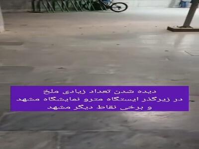  مشهد غرق در ملخ‌ها