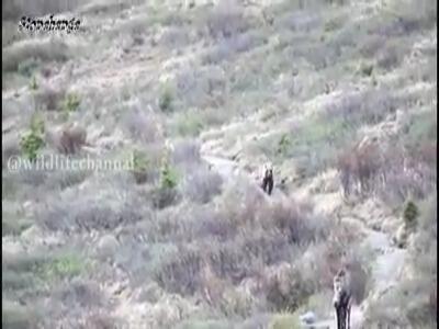  مادر نمونه و شجاع گوساله ها