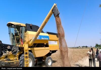  برداشت 220 تن گندم از مزارع بخش تخت بندرعباس - تسنیم
