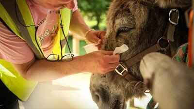  مراقبت از سلامت روان به کمک الاغ؛ ماجرا چیست؟/ عکس