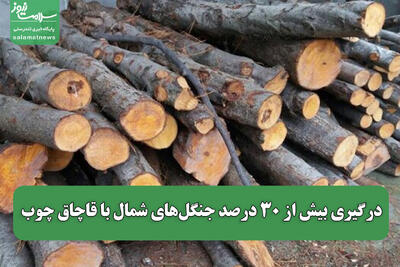  درگیری بیش از ۳۰ درصد جنگل‌های شمال با قاچاق چوب