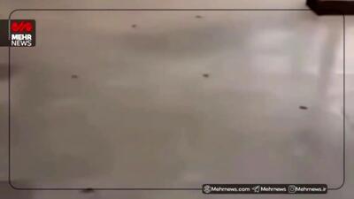  هجوم گسترده ملخ‌ها به مشهد را ببینید + ویدیو