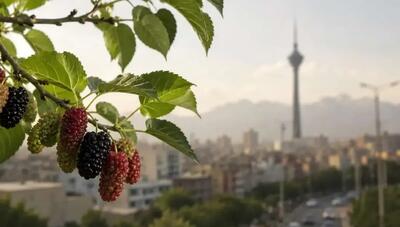  هشدار جدی پزشکان نسبت به مصرف توت‌های خیابانی تهران