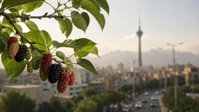  هشدار پزشکان درباره درختان توت تهران