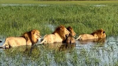  عبور نفس‌گیر شکارچیان بزرگ آفریقا از میان تمساح‌های نیل | ویدئو