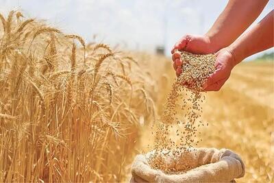  آجر کردن نان نان‌آوران با جهاد کشاورزی!