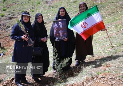  طرح یک میلیارد درخت در نیمه راه؛ بقای نهال‌ها مهم‌تر از آمار کاشت