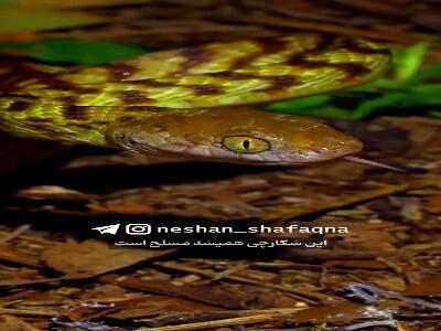  شکارچی همیشه مسلح