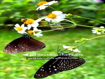  نجات دهندگان بالدار سیاره زمین