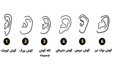  تست شخصیت‌شناسی | فرم گوش شما، نیمه پنهان‌تان را لو می‌دهد!