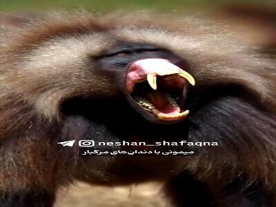  دندان های مرگبار بابونِ گلادا