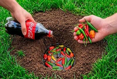  وقتی نوشابه و فلفل در یک گودال عمیق ریخته شوند چه اتفاقی می افتد؟