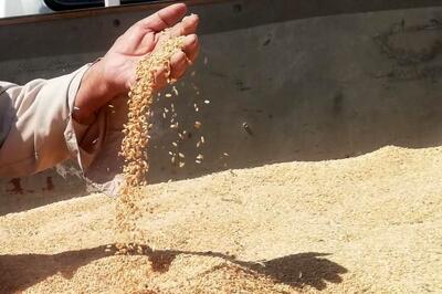  خبر مهم برای گندمکاران / ۴۱ همت از مطالبات پرداخت شد