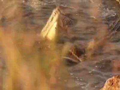  تمساح جمجمه هم نوع خودشو خورد کرد …