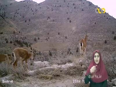  ناگهان پلنگ ایرانی از راه می‌رسد ...
