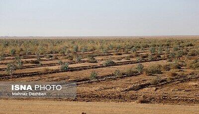 آغاز مطالعات پروژه راهبردی پارک جنگلی ایرانشهر