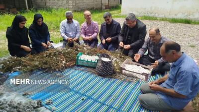  گزارش خبرنگار مهر از برداشت پیله کرم ابریشم در روستای کارسیدان آستانه