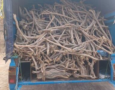 توقیف یک دستگاه خودروی حامل چوب قاچاق در نکا
