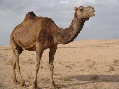 خطر تردد شترها در خطوط راهآهن سمنان/ راهکار چیست؟