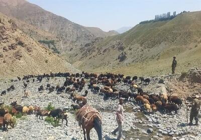  اخراج 350 رأس دام غیرمجاز از مراتع روستای کلهای کرج - تسنیم