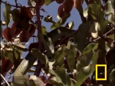  بلعدین آفتاب پرست توسط مار بومسلنگ