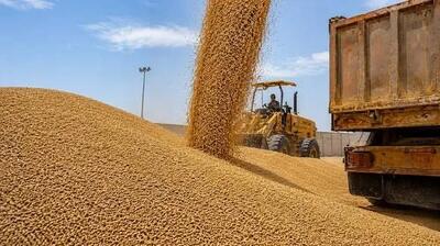  پرداخت بیش از ۱۲ هزار میلیارد ریال از مطالبات گندم‌کاران بوشهر