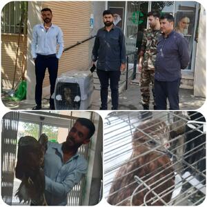  زنده‌گیری و انتقال یک عقاب زخمی به مرکز بازپروری حیات‌وحش البرز